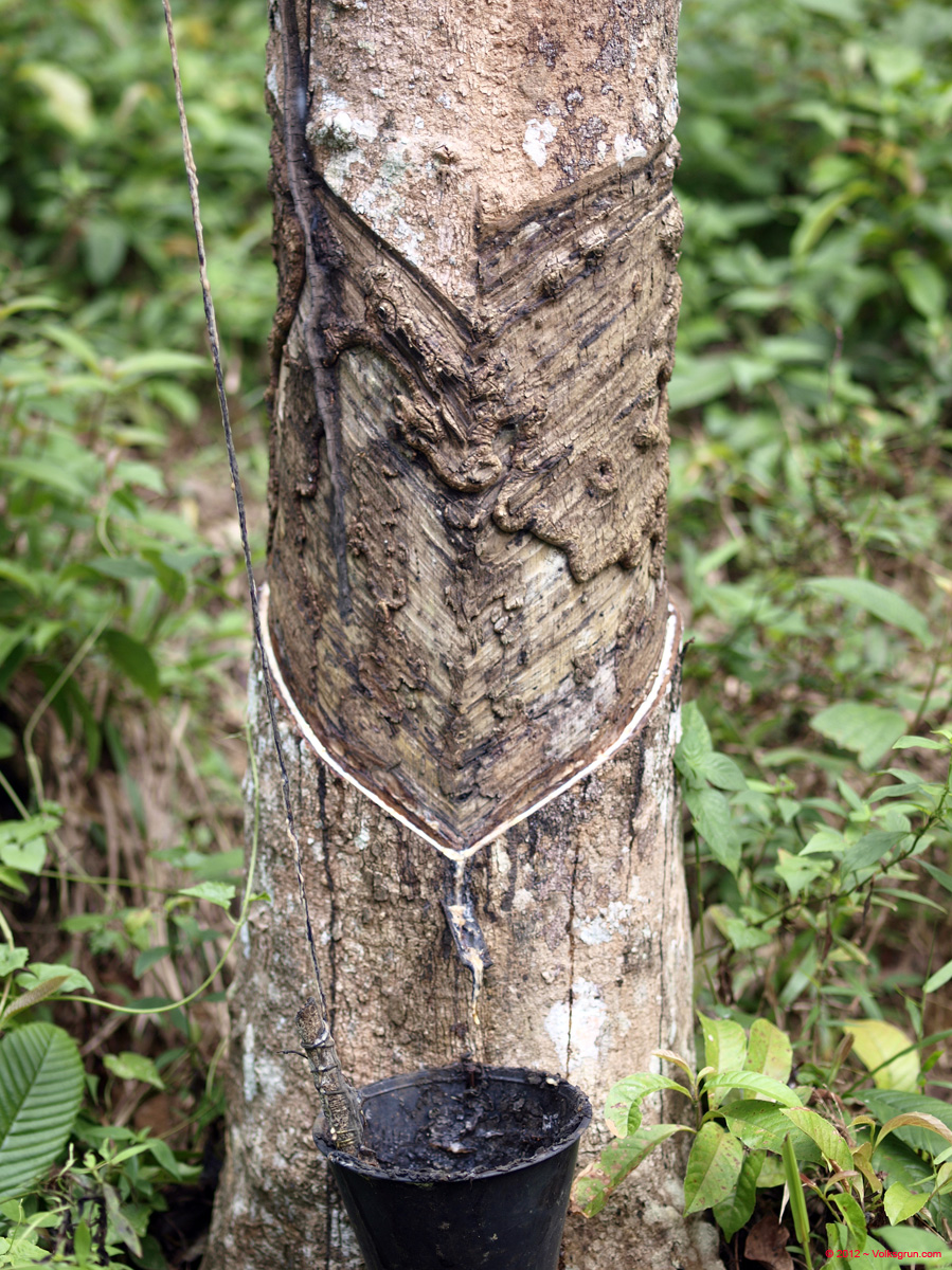_1016018 death rubber tree